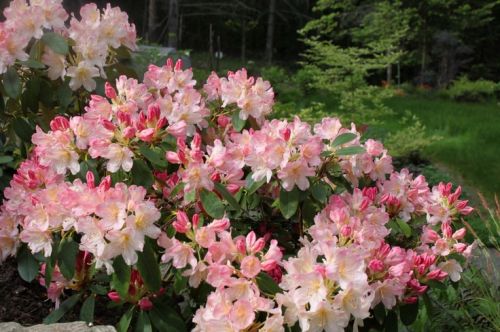 rododendron persi